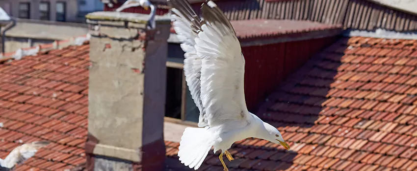 Residential Chimney Animal Removal Solution in Sulphur, LA